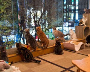 猫咪咖啡馆：与猫咪相处不再困难？