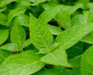 绣球鲜切花怎么养