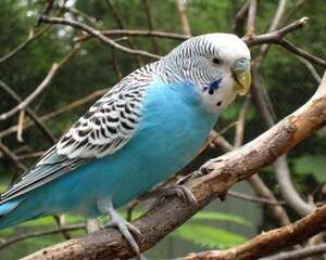 如何帮受伤的鸟止血