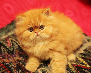 哪些食物需谨慎喂饲猫猫