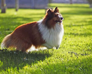 怎么判断狗狗的年纪