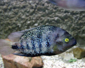 氮对海水缸的作用与影响