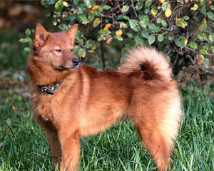 芬兰猎犬的喂食要点