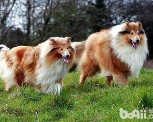 苏牧犬