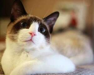 猫咪怀孕了需要注意什么？