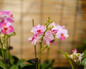 蝴蝶兰的花蕾怎样养护