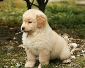 金毛幼犬怎么喂养？金毛幼犬的饲养