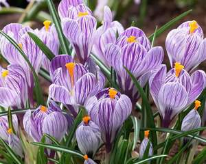 这花沾土就活，院子里长一片，冬天下雪也开花！