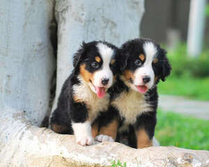 为什么狗喜欢咬东西