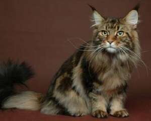 西伯利亚猫多少钱一只？西伯利亚猫价格