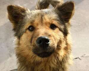 宠物狗有什么品种？最省心的宠物狗推荐