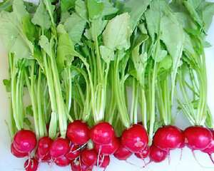 樱桃萝卜的种植方法