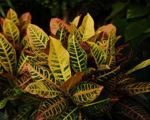 变叶木冬天怎么养，掉叶子怎么办