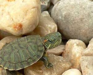 巴西龟容器布景的四个注意点（图）