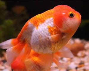 观赏鱼竖鳞病的治疗原则