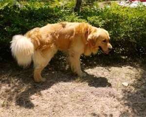 狗狗喜欢在不同地方撒尿的原因分析