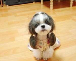 西施犬聪明吗？西施犬性格好吗？