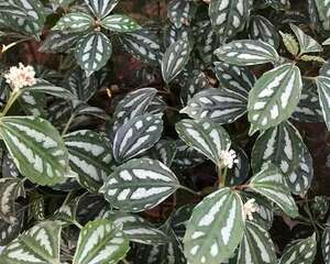 最受欢迎的耐阴花，档次高、有格调，叶子比花美100倍！