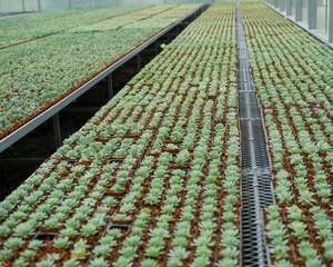 新手如何养好多肉植物