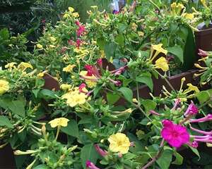 农村院子没人管的花，一长一大片，天热美翻了！