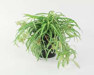 吊兰叶子太长怎么修剪