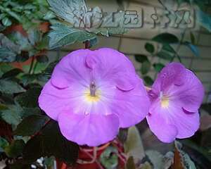 长筒花的栽种培养（图）