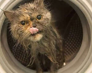 猫咪洗澡可以用人类的洗发水吗?