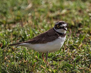 画眉鸟挑选时也需注意外表