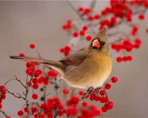 画眉鸟的饲养知识