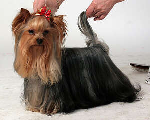 约克夏郡的品种介绍