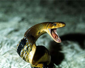 三索锦蛇的喂食要点