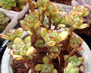 酥皮鸭Echeveria supia