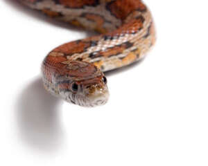 蛇的生理特性是怎样的