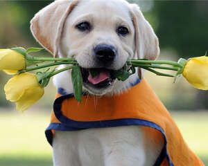 狗狗钙片的选购要点