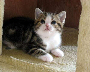 家有猫咪之新生儿进家前准备