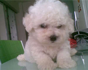 11种对比熊有益的食物