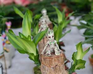 天秤座的守护植物——水培巴西木