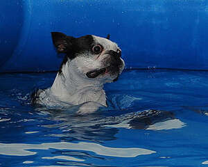 带狗狗游泳需要注意些什么