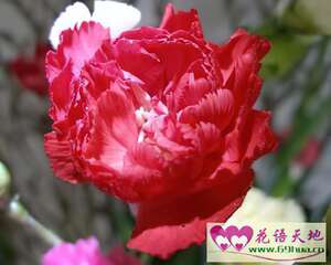 红色康乃馨的花语：祝母亲健康长寿