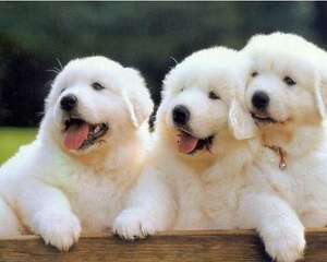 居然还有大白熊狗狗？