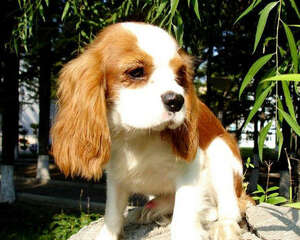 受皇室喜爱的查理王小猎犬