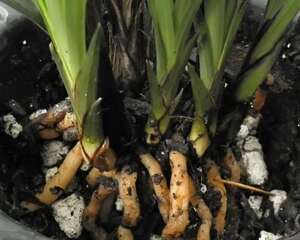 兰花植料之软植料的优缺点