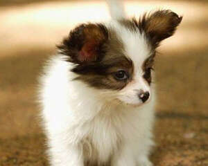 如何纠正蝴蝶犬挑食的习惯