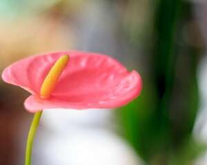 红鹤花怎么养