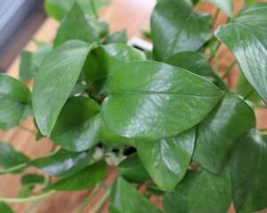 绿萝根太多了怎么办