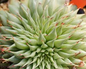 银星 Graptoveria ‘Silver Star’