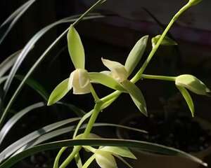 天生带银项链的花，叶子比花美，一养就爆盆！