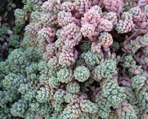 姬星美人 Sedum anglicum
