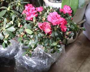 西洋杜鹃的养殖方法和注意事项