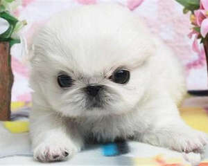 狗狗是如何缓解压力的？